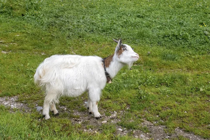 Framed Print : Dwarf goat in a meadow, Hinterriss, Tyrol, Austria Framed Print : Dwarf goat in a meadow, Hinterriss, Tyrol, Austria