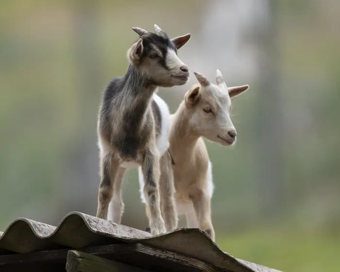 Framed Print : Dwarf goats (Capra) standing on a corrugated roof of a hut
