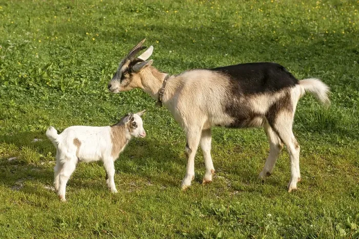 Framed Print : Dwarf goats, mother and young, Hinterriss Framed Print : Dwarf goats, mother and young, Hinterriss