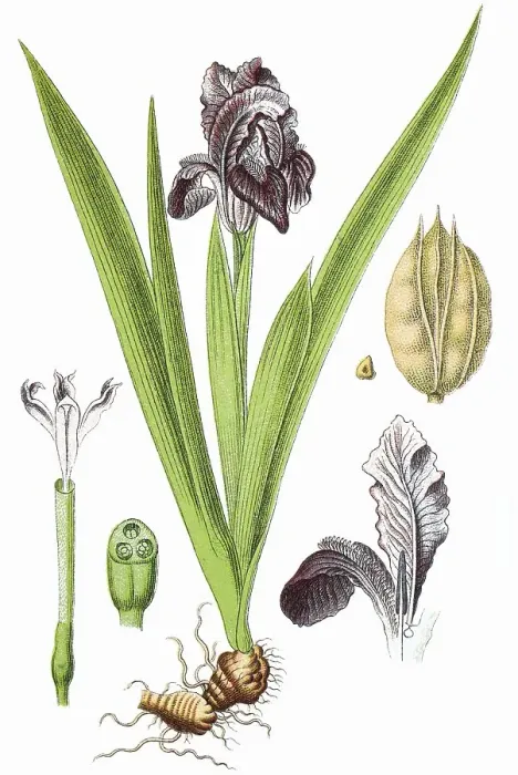 Framed Print : Dwarf iris (Iris pumila), medicinal plant