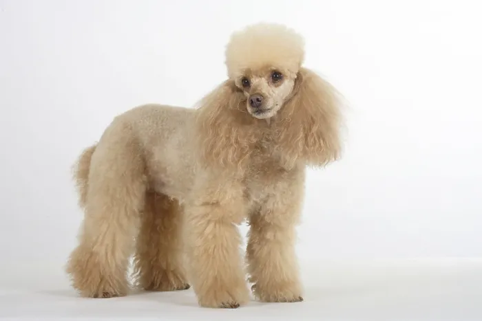 Framed Print : Dwarf poodle, apricot Framed Print : Dwarf poodle, apricot