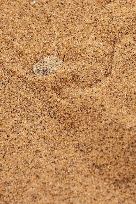 Framed Print : Dwarf puff adder (Bitis peringueyi) hiding in the sand