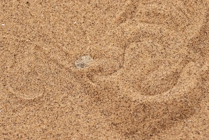 Framed Print : Dwarf puff adder (Bitis peringueyi) hiding in the sand Framed Print : Dwarf puff adder (Bitis peringueyi) hiding in the sand