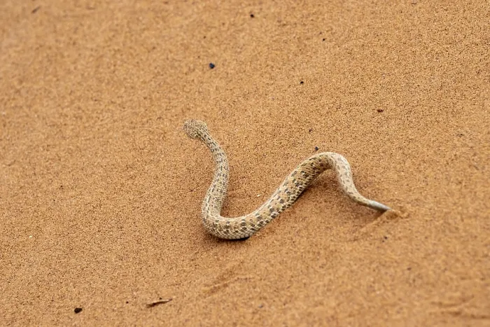 Framed Print : Dwarf puff adder (Bitis peringueyi) in the sand