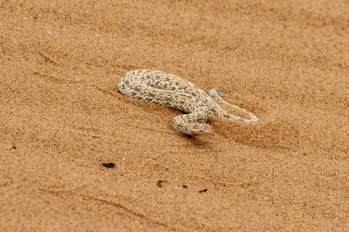 Framed Print : Dwarf puff adder (Bitis peringueyi) in the sand
