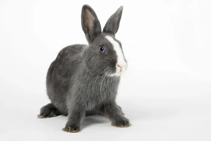 Framed Print : Dwarf rabbit, colour dwarf, blue with white Framed Print : Dwarf rabbit, colour dwarf, blue with white