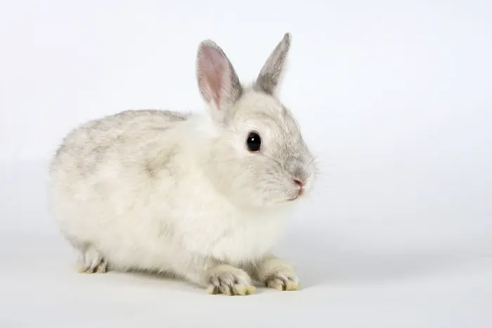 Framed Print : Dwarf Rabbit, Colour Dwarf, Satin
