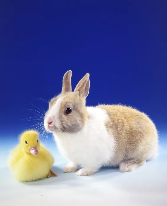 Framed Print : A dwarf rabbit and a duckling pose in front of a blue background Studio shot Framed Print : A dwarf rabbit and a duckling pose in front of a blue background Studio shot