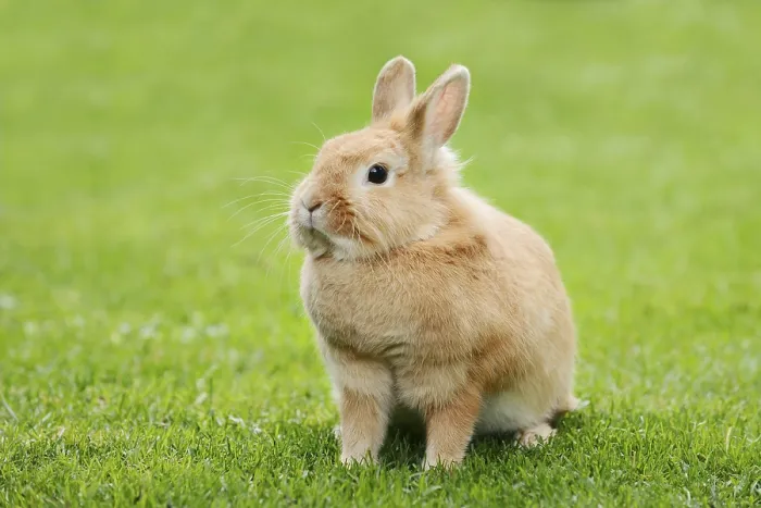 Framed Print : Dwarf rabbit (Oryctolagus cuniculus forma domestica) in a meadow