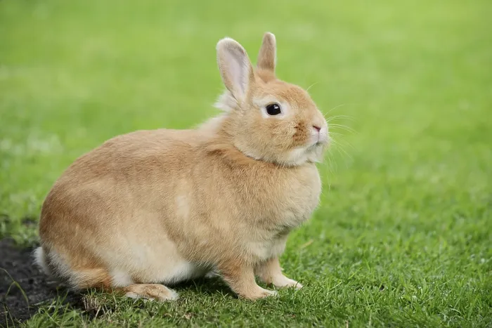 Framed Print : Dwarf rabbit (Oryctolagus cuniculus forma domestica) in a meadow Framed Print : Dwarf rabbit (Oryctolagus cuniculus forma domestica) in a meadow