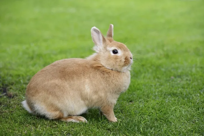 Framed Print : Dwarf rabbit (Oryctolagus cuniculus forma domestica) in a meadow