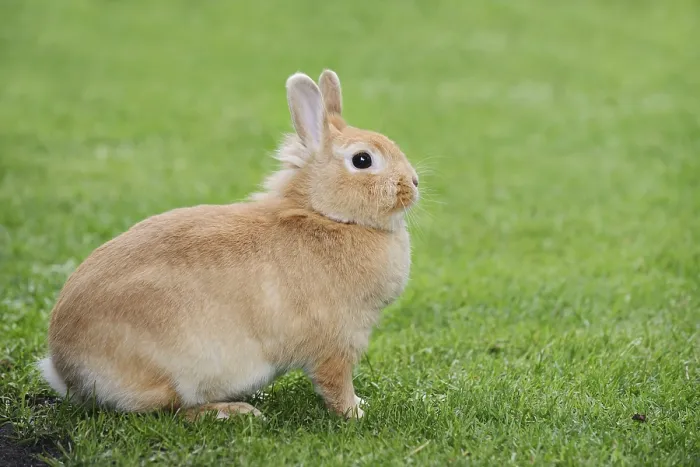 Framed Print : Dwarf rabbit (Oryctolagus cuniculus forma domestica) in a meadow