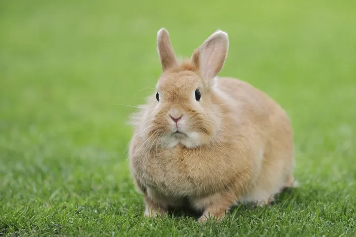 Framed Print : Dwarf rabbit (Oryctolagus cuniculus forma domestica) in a meadow