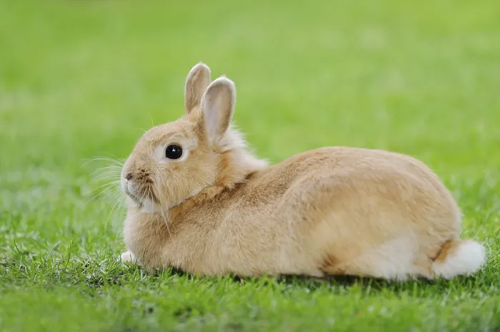 Framed Print : Dwarf rabbit (Oryctolagus cuniculus forma domestica) in a meadow