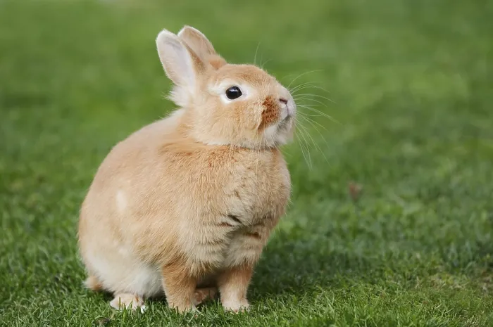 Framed Print : Dwarf rabbit (Oryctolagus cuniculus forma domestica) in a meadow Framed Print : Dwarf rabbit (Oryctolagus cuniculus forma domestica) in a meadow