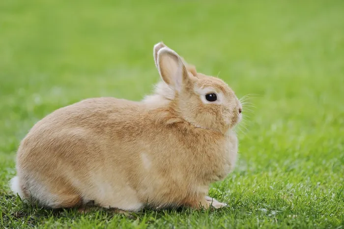 Framed Print : Dwarf rabbit (Oryctolagus cuniculus forma domestica) in a meadow