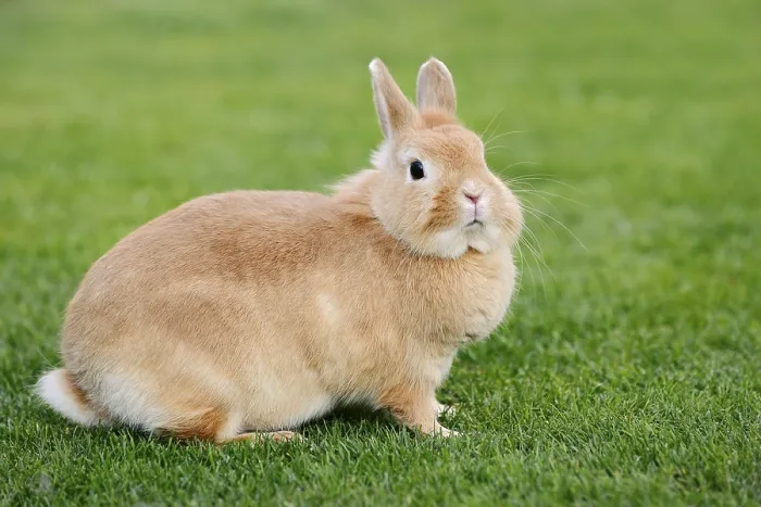 Framed Print : Dwarf rabbit (Oryctolagus cuniculus forma domestica) in a meadow