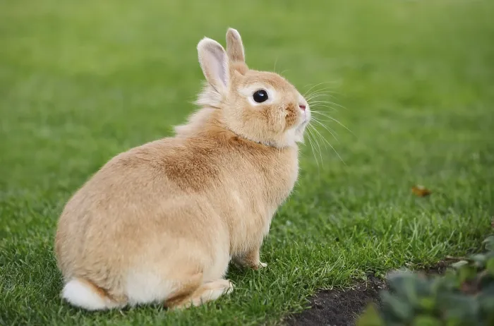 Framed Print : Dwarf rabbit (Oryctolagus cuniculus forma domestica) in a meadow