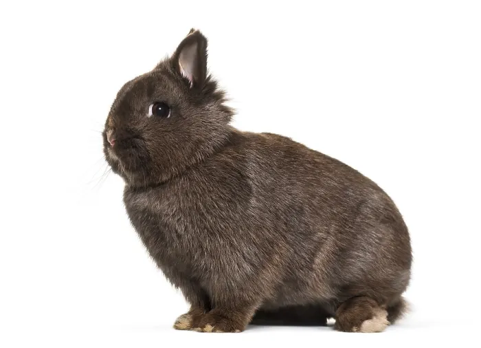 Framed Print : Dwarf rabbit, sitting against white background Framed Print : Dwarf rabbit, sitting against white background