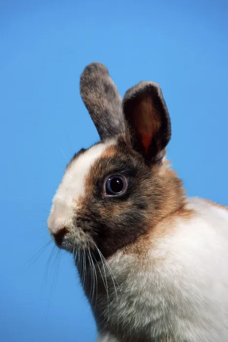 Framed Print : Dwarf rabbits, domestic rabbits Framed Print : Dwarf rabbits, domestic rabbits