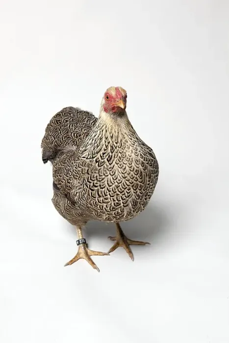 Framed Print : Dwarf-Wyandotte chicken breed Framed Print : Dwarf-Wyandotte chicken breed