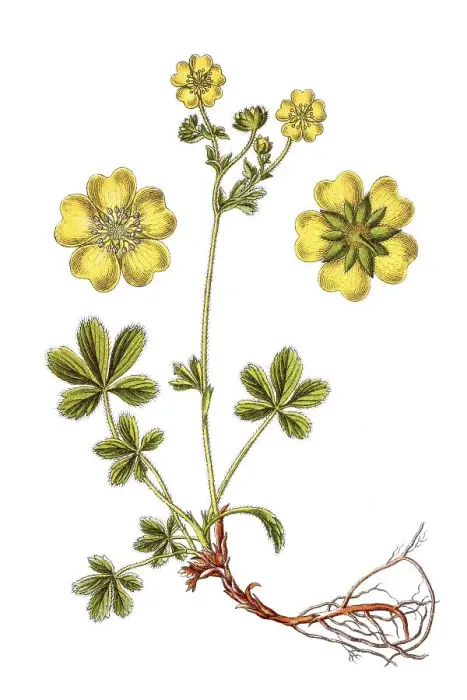Framed Print : Dwarf yellow cinquefoil (Potentilla aurea) Framed Print : Dwarf yellow cinquefoil (Potentilla aurea)