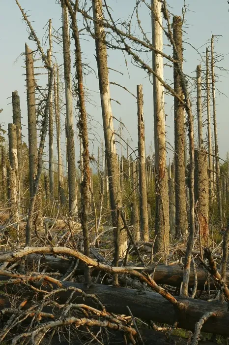 Framed Print : Dying of the forests, Bavarian Forest National Park