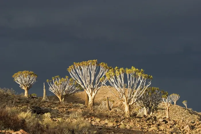 Framed Print : Dying quiver tree forest (Aloe dichotoma) with a upcoming thunderstorm