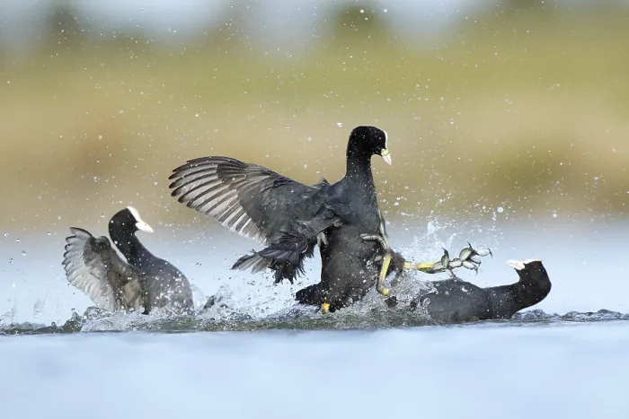 Framed Print : Dynamic image of common coots fiercely battling in the tranquil waters of the BeleA±a lagoon Framed Print : Dynamic image of common coots fiercely battling in the tranquil waters of the BeleA±a lagoon