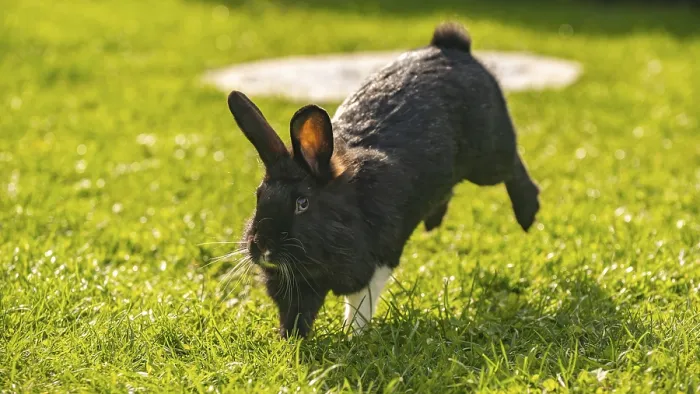 Framed Print : Dynamic shot of a black and white Lionhead rabbit mid-jump or leap across a bright Framed Print : Dynamic shot of a black and white Lionhead rabbit mid-jump or leap across a bright