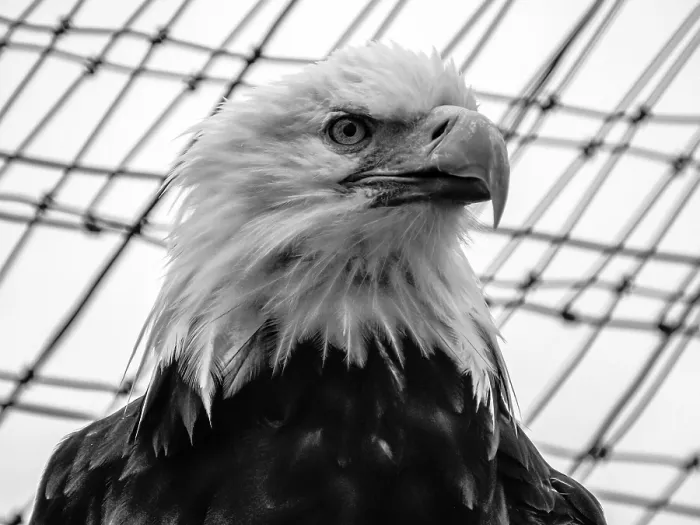 Framed Print : Eagle, Alaska