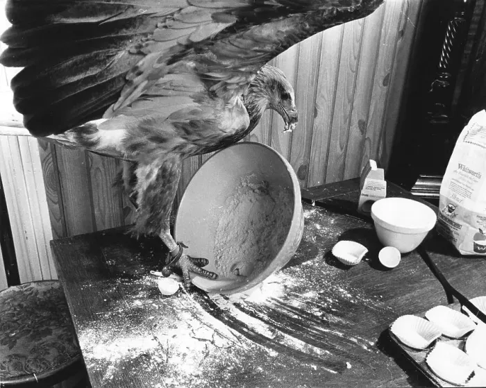 Framed Print : eagle eats from dishes, England, Great Britain Framed Print : eagle eats from dishes, England, Great Britain