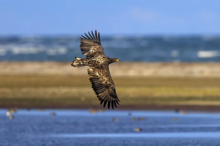 Framed Print : An eagle flies over a coastal region near the sea