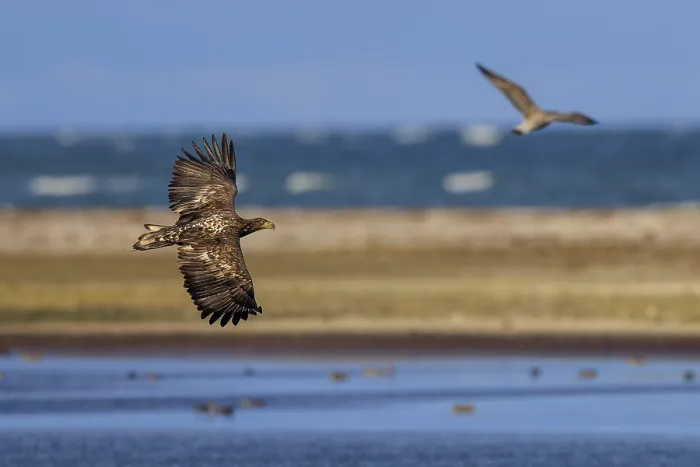 Framed Print : Eagle flies along the coastline next to another bird