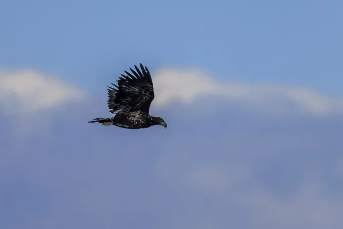 Framed Print : An eagle flies majestically against a blue sky Framed Print : An eagle flies majestically against a blue sky