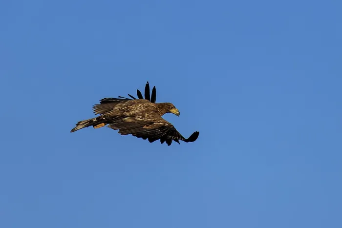 Framed Print : An eagle flies majestically in a clear blue sky