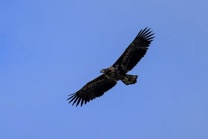 Framed Print : An eagle flies majestically high in the blue sky