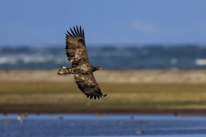 Framed Print : Eagle flying along a coastline against a blue sky