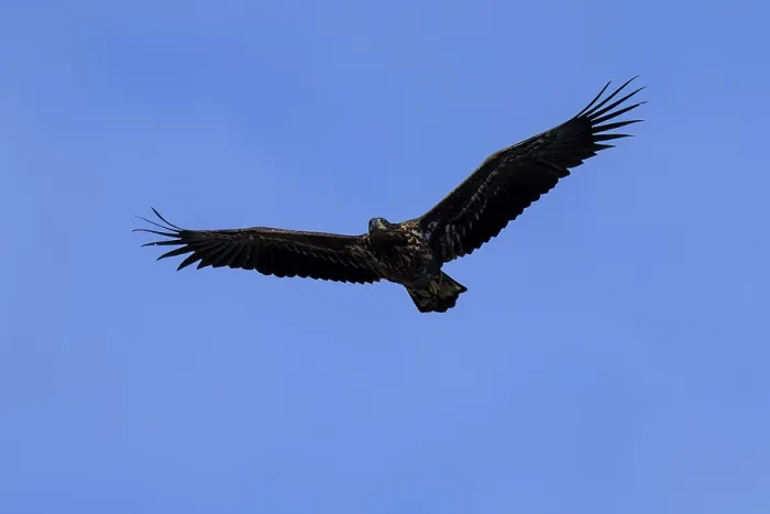 Framed Print : An eagle flying with wide wings against a blue sky