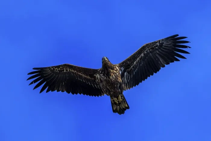 Framed Print : An eagle hovers in a clear sky with outstretched wings Framed Print : An eagle hovers in a clear sky with outstretched wings