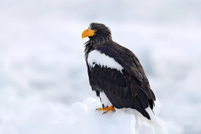 Framed Print : Eagle on ice. Winter Japan with snow