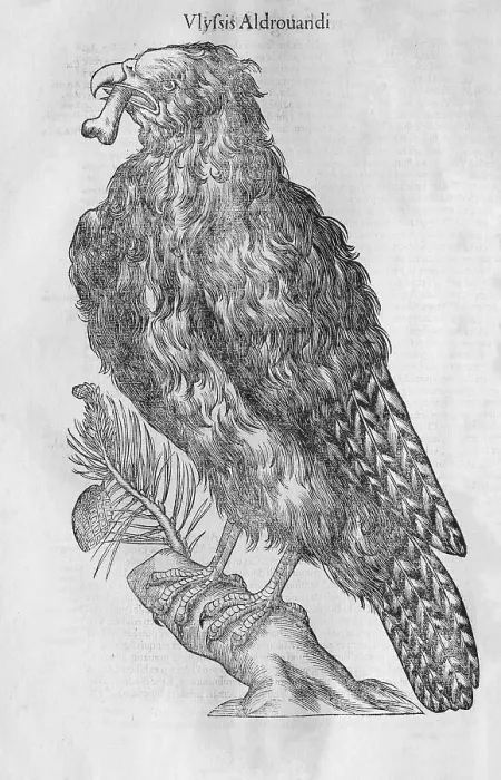 Framed Print : Eagle (Ostrifraga) with bone in beak
