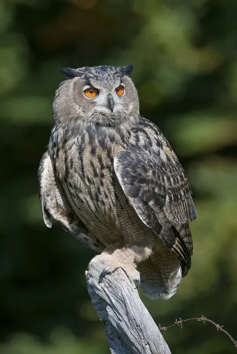 Framed Print : Eagle Owl (Bubo bubo)