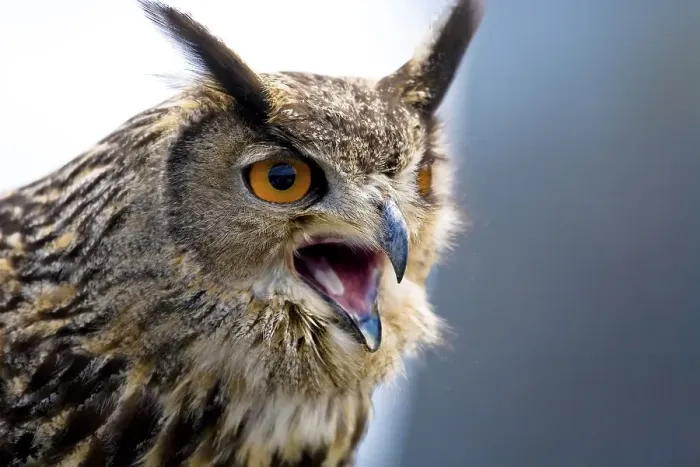 Framed Print : Eagle owl (Bubo bubo) Framed Print : Eagle owl (Bubo bubo)