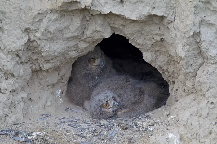Framed Print : Eagle Owls (Bubo bubo), chicks at their breeding ground in a mud wall