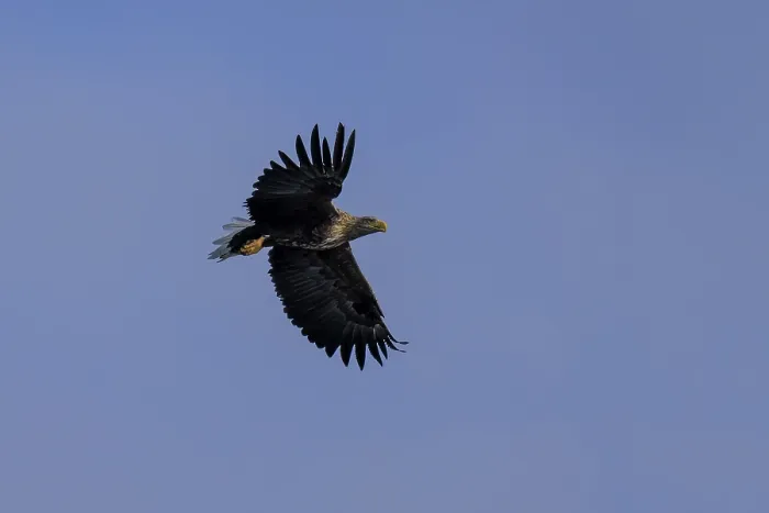Framed Print : An eagle soars freely in the sky with wide open wings Framed Print : An eagle soars freely in the sky with wide open wings
