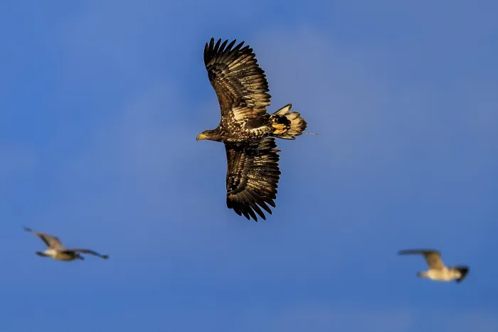 Framed Print : An eagle is surrounded by other birds in free flight