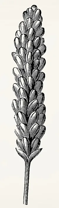 Framed Print : Ear of wheat. Antique stylized illustration