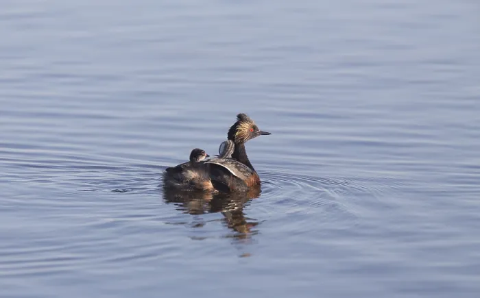 Framed Print : Eared Grebe with Babies Saskatchewan Marsh Canada Framed Print : Eared Grebe with Babies Saskatchewan Marsh Canada