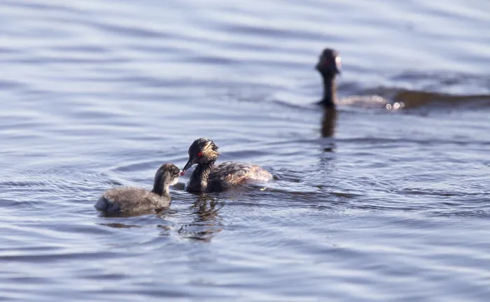 Framed Print : Eared Grebe with Babies Saskatchewan Marsh Canada Framed Print : Eared Grebe with Babies Saskatchewan Marsh Canada